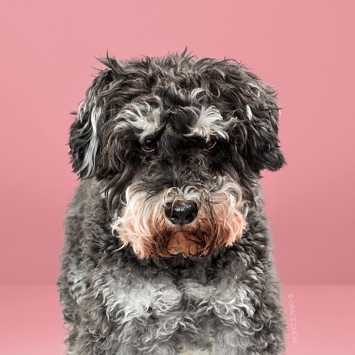 Dog, Mammal, Vertebrate, Dog breed, Canidae, Schnoodle, Carnivore, Terrier, Sporting Group, Snout, 