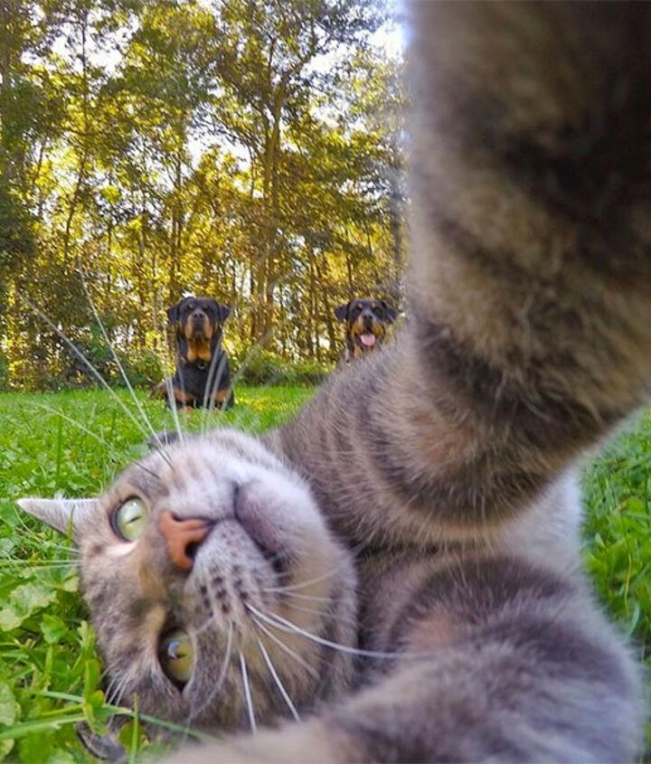 10 photogenic pet selfies thatll make you smile