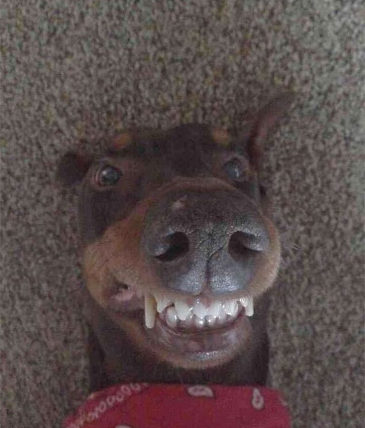 10 photogenic pet selfies thatll make you smile