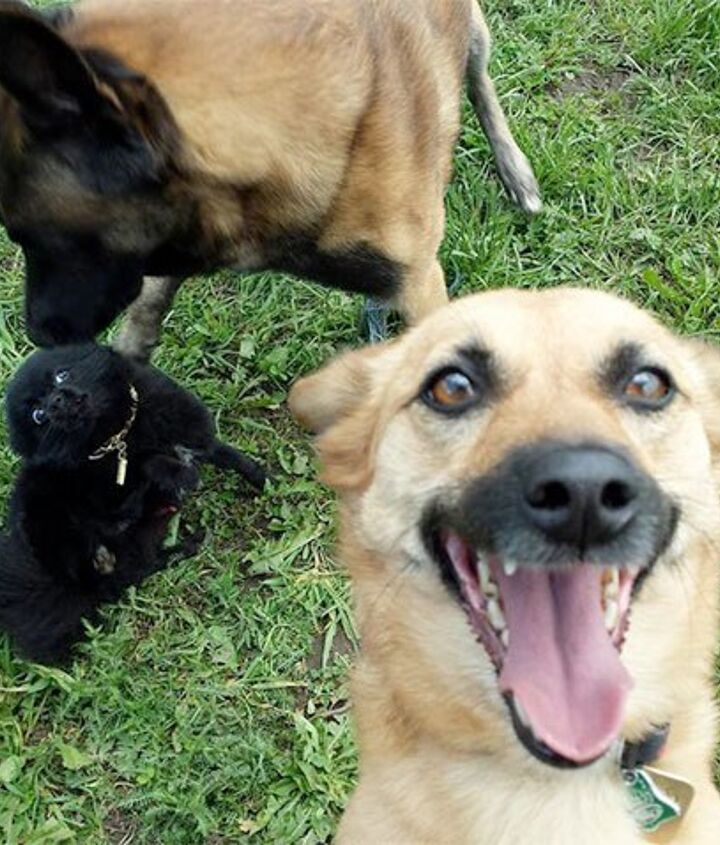 10 photogenic pet selfies thatll make you smile