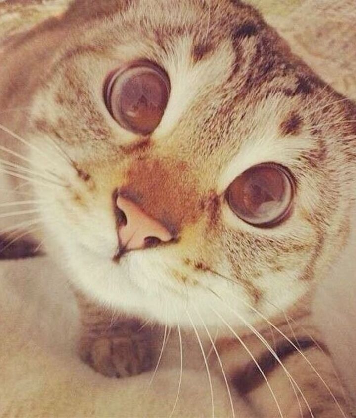 10 photogenic pet selfies thatll make you smile