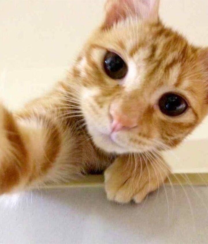 10 photogenic pet selfies thatll make you smile