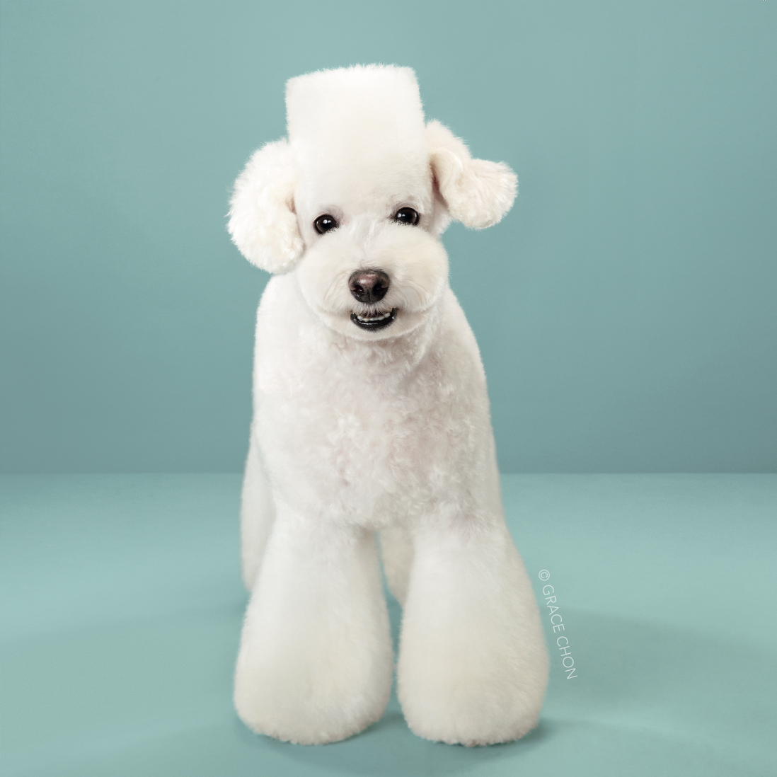 Dog, Canidae, Dog breed, Stuffed toy, Companion dog, Puppy, Animal figure, Carnivore, Non-Sporting Group, Sporting Group, 