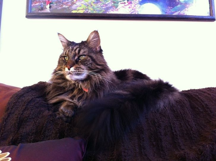 "Boss Cats: Behold the Majesty of 21 Maine Coons That Rule the Feline Kingdom" - yeudon