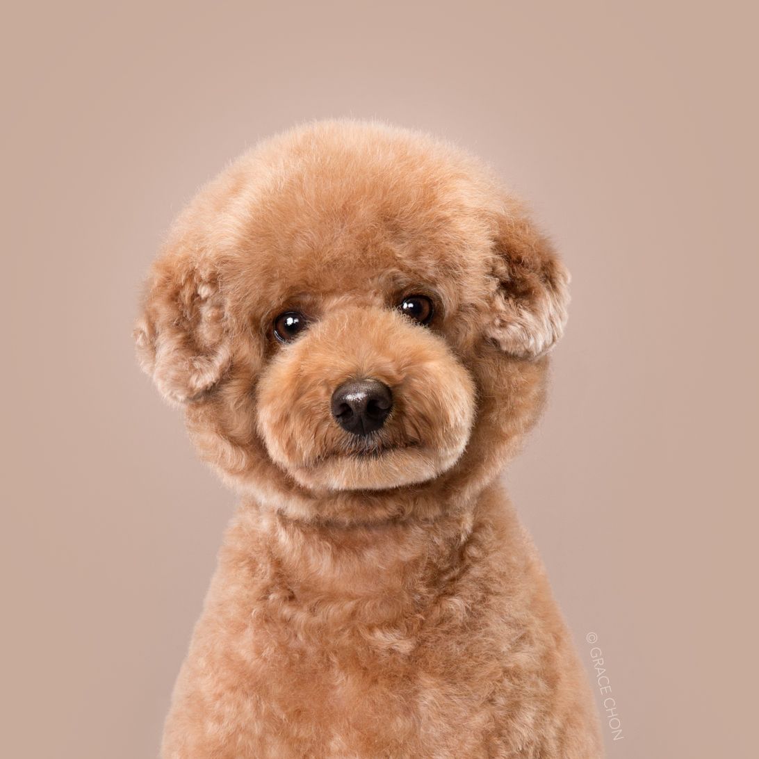 Dog, Canidae, Toy Poodle, Dog breed, Poodle, Puppy, Companion dog, Carnivore, Miniature Poodle, Snout, 