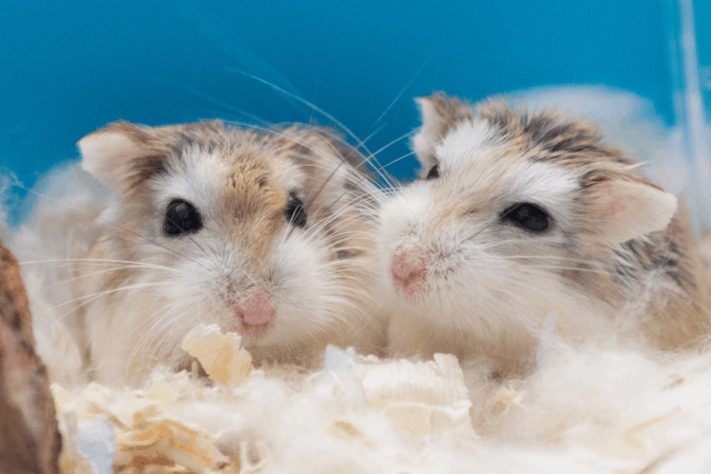 A group of Roborovski hamsters