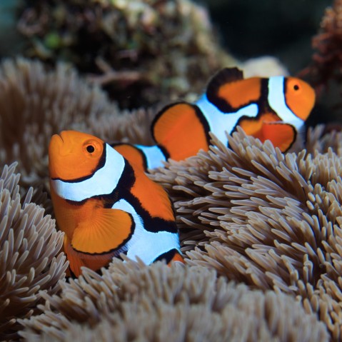 How do clownfish earn their stripes? | Okinawa Institute of Science and Technology OIST