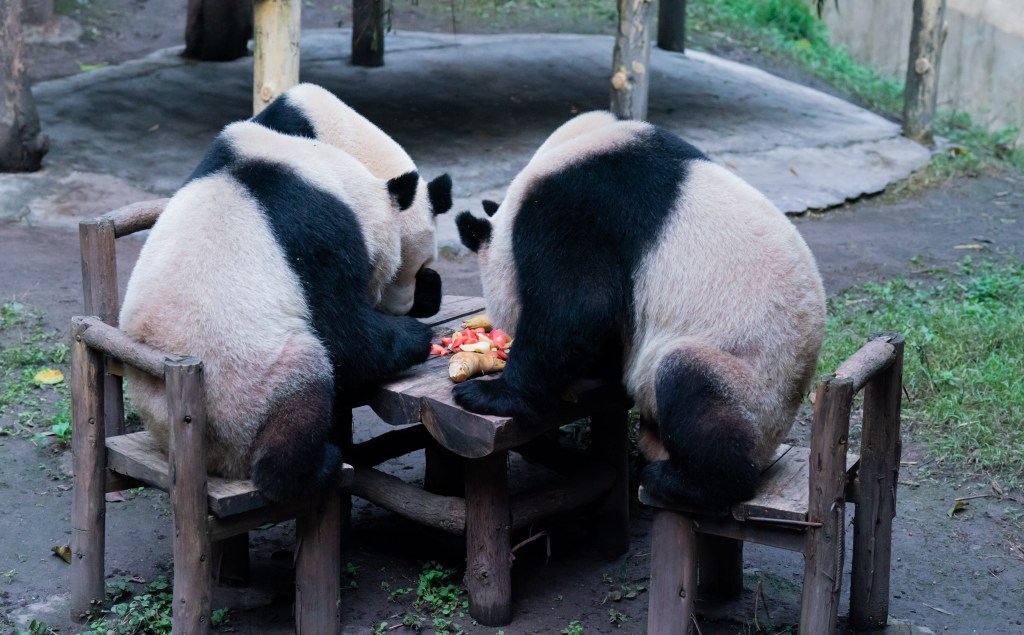 Photos of giant pandas at a Chinese zoo are speculated by amateur sleuths to be phony.