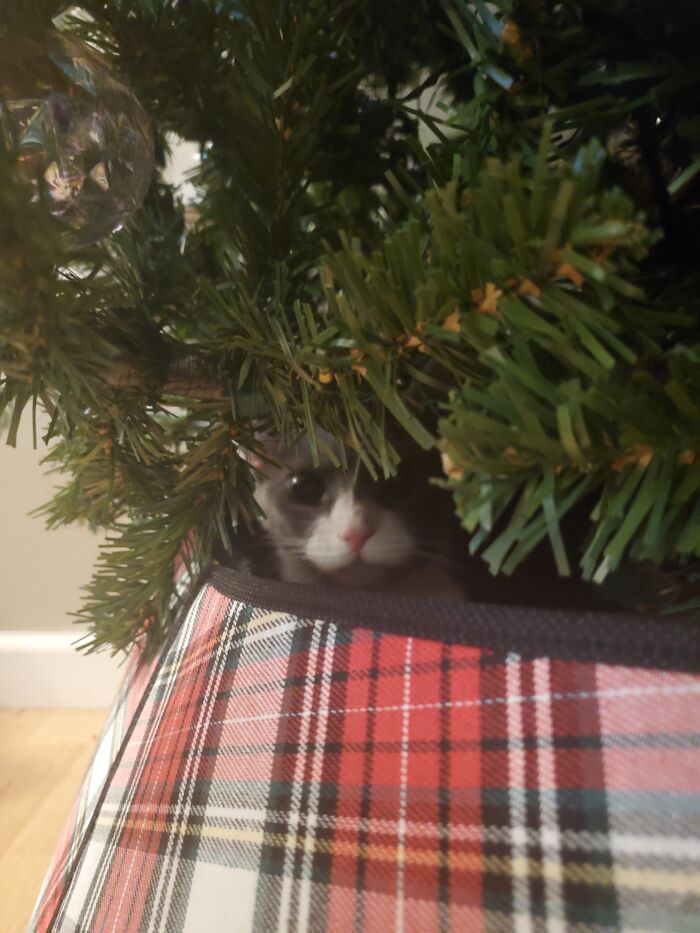 Moonpie Sitting In The Tree Skirt Like The Sweet Fur Ball She Is