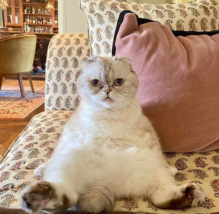 Taylor Swift, in typical cat mom fashion, snapped a photo of her cat Olivia Benson lounging around and posted it to Instagram on April 22, 2020.