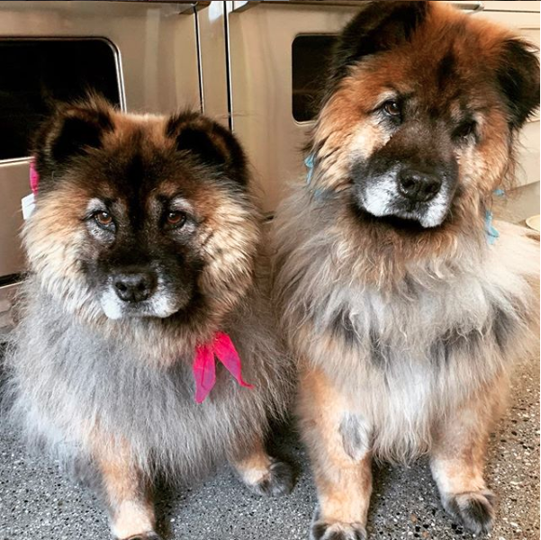 Chelsea Handler posts an adorable portrait of her two dogs, Bert and Bernice, on Instagram.