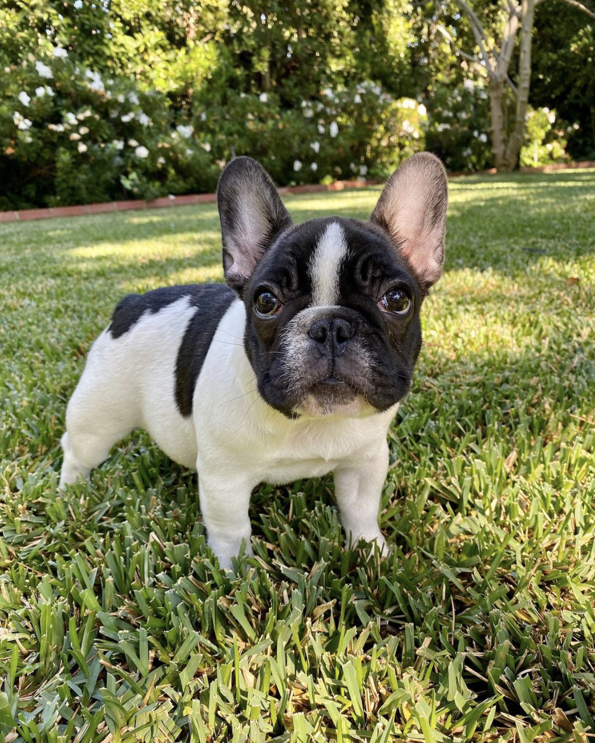 Reese Witherspoon introduced the world to her new puppy, Minnie Pearl, on Monday, Nov. 9, 2020.