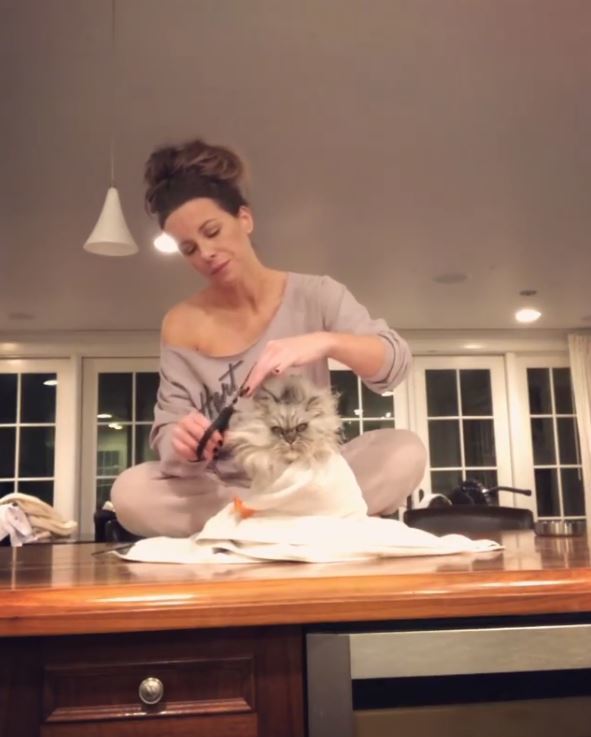 Notable cat lady Kate Beckinsale gave her cat Clive the full hairdresser treatment on Instagram on May 15, 2020. The actress filmed a video of herself trimming Clive's fur and