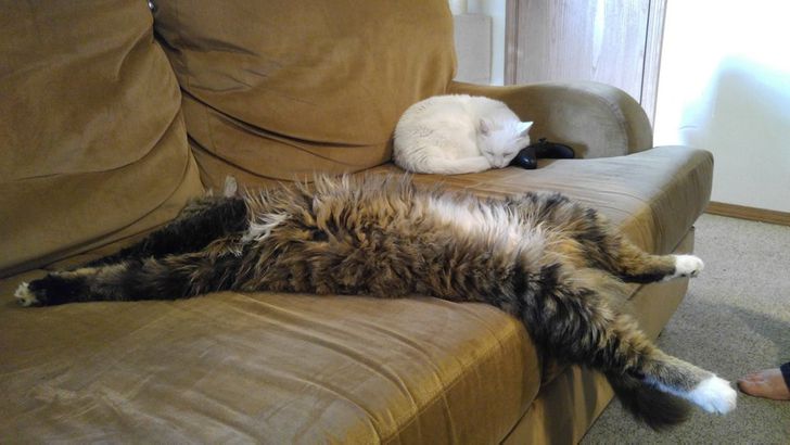 "Boss Cats: Behold the Majesty of 21 Maine Coons That Rule the Feline Kingdom" - yeudon