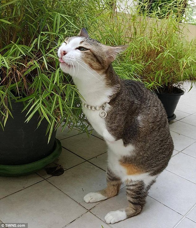 'Able' gets around by walking like a T-Rex after his front legs were 'fried off' by loose electric wires. The cat's gait resembles how the dino moves and Able's 'fried off' arms are even similar to the shrunken limbs of the frightening beast 