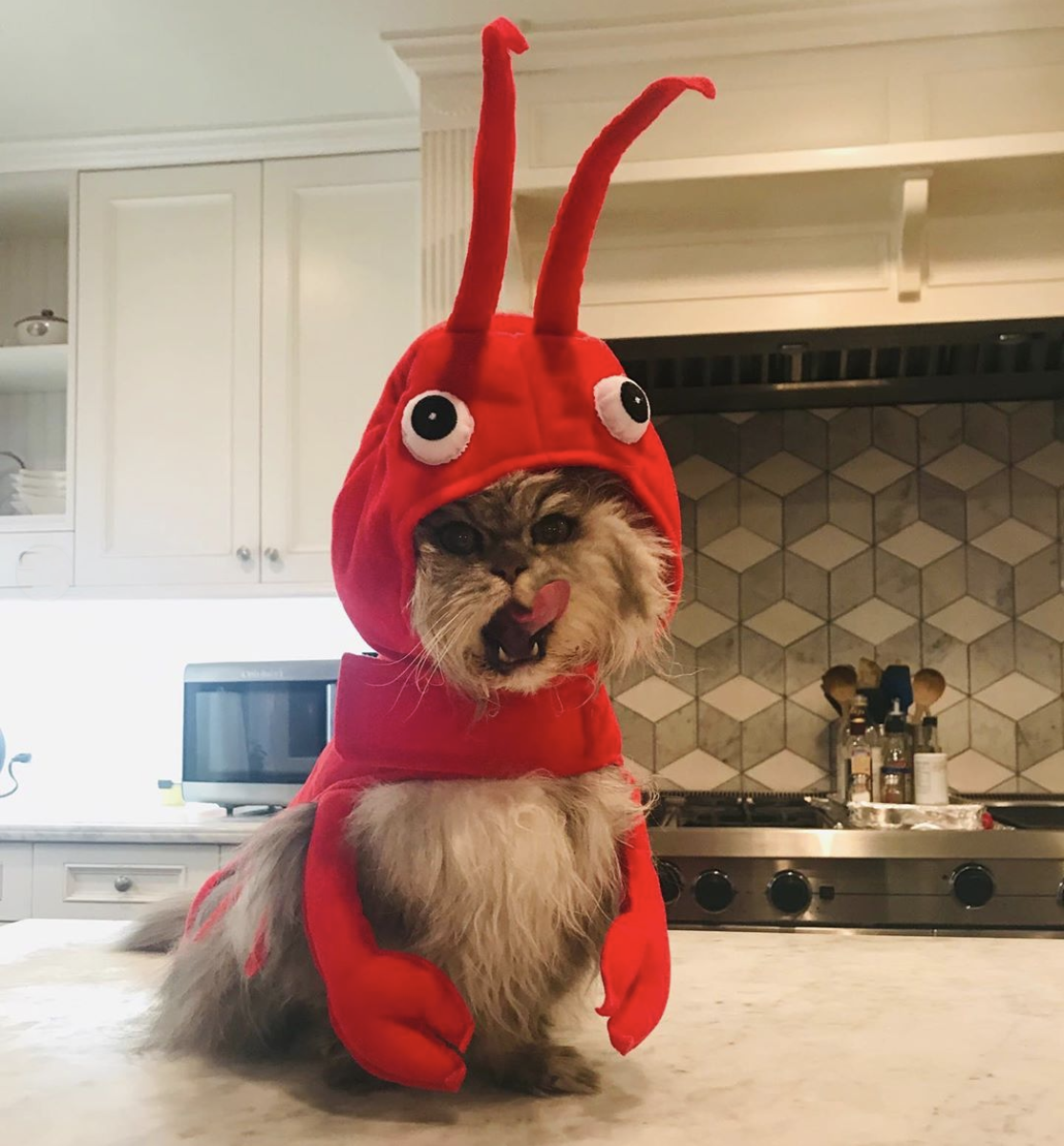 Actress Kate Beckinsale, 46, got in the Halloween spirit and dressed up her cat Clive as a lobster...and it's absolutely adorable!