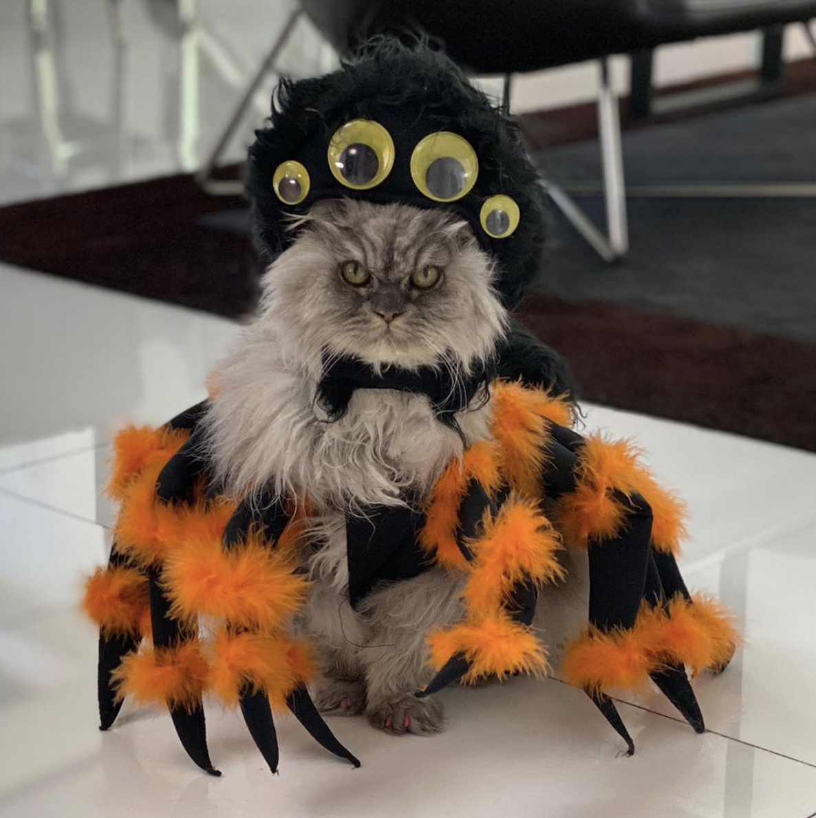 Halloween came early for Kate Beckinsale's cat Clive. The 47-year-old model and actress captioned the spooky photo: