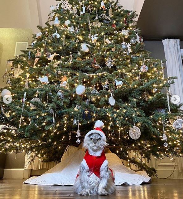 Kate Beckinsale is getting ready for the holidays in the way only a doting pet parent can: dressing her cat up in hilariously festive outfits. Beckinsale dressed her Persian cat Clive up as Santa on Dec. 19, 2019 and shared photos of his irritated little face sitting in front of her Christmas tree.