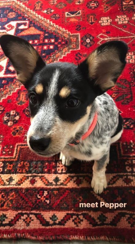 Kacey Musgraves and her husband Ruston Kelly officially proud parents...of a fur child, anyway. The