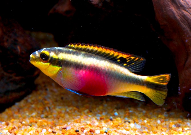 Kribensis: The river rainbows - Practical Fishkeeping