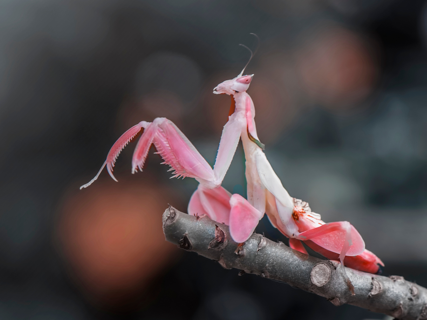 orchid mantis