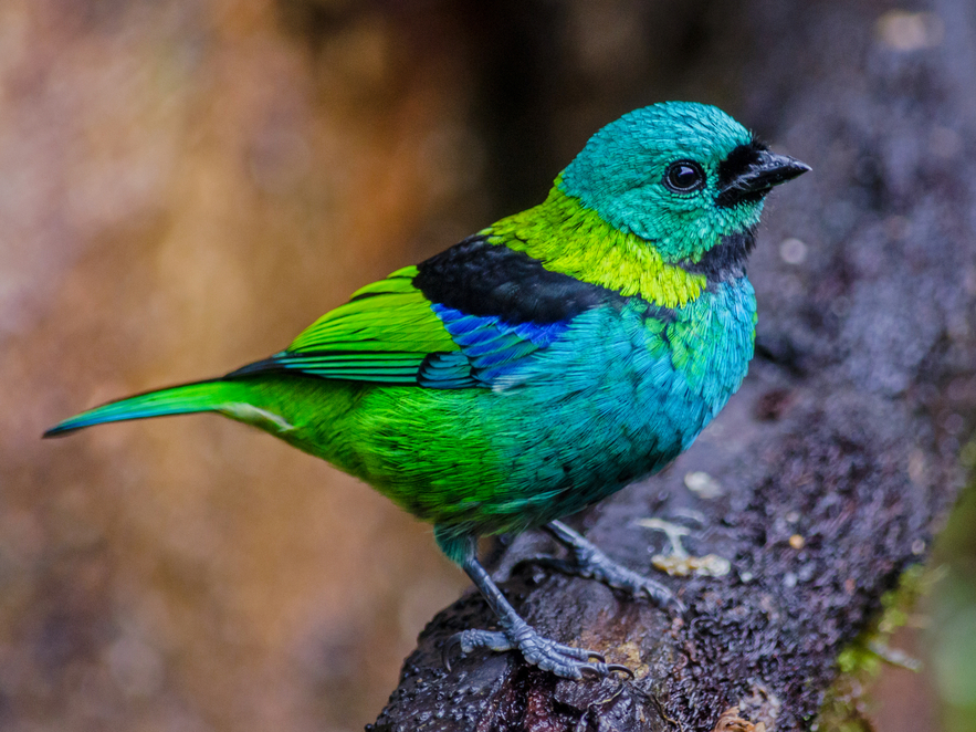 green-headed tanagers