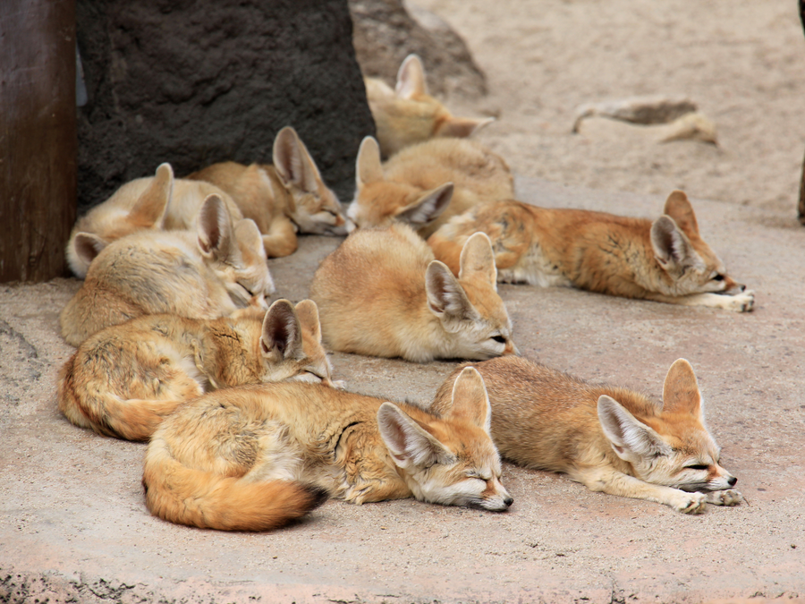 Fennec Foxes