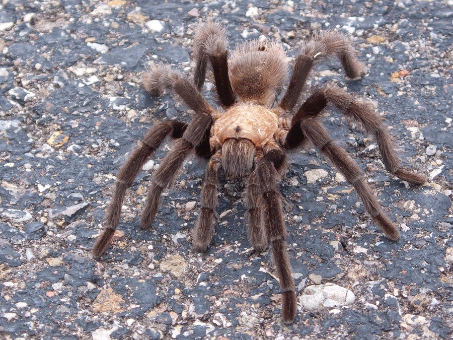 tarantula