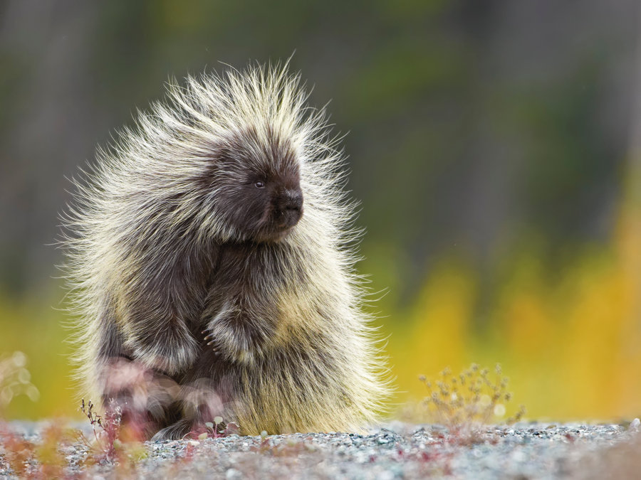 porcupine in Kluane National Park