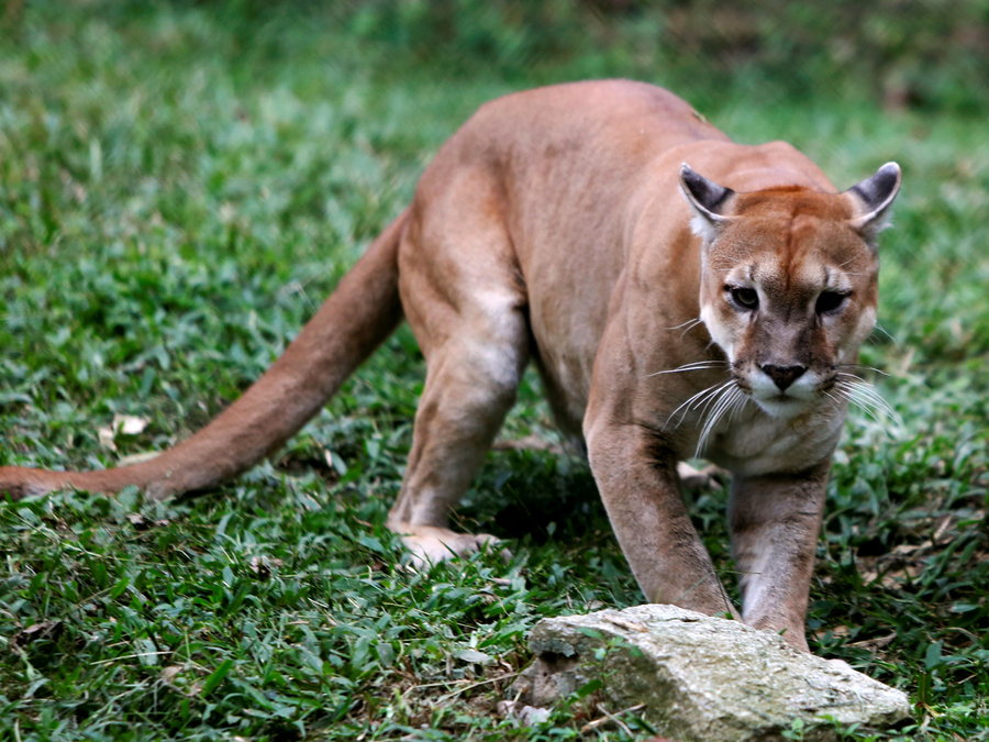 puma cougar mountain lion