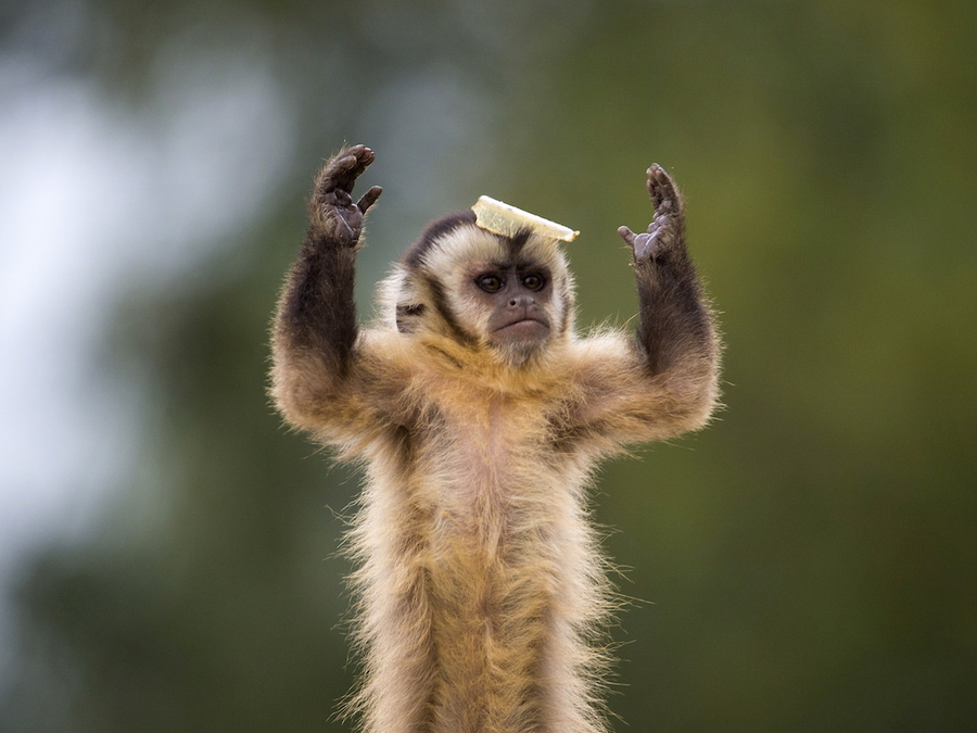 capuchin monkey