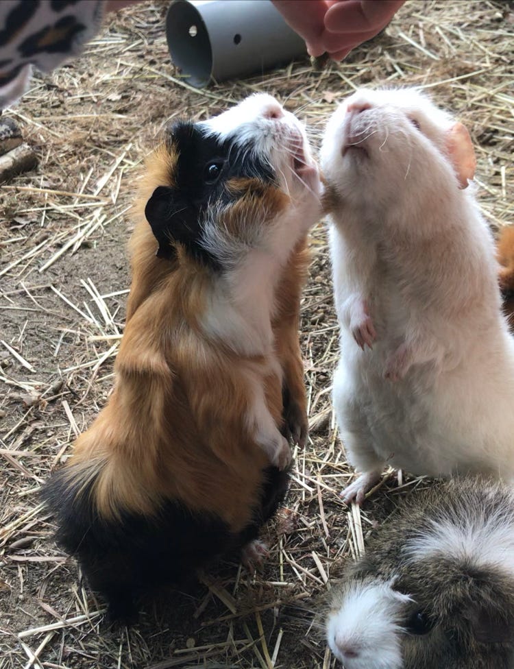 Isabelle Merriman 'Guinea pigs doing tricks'