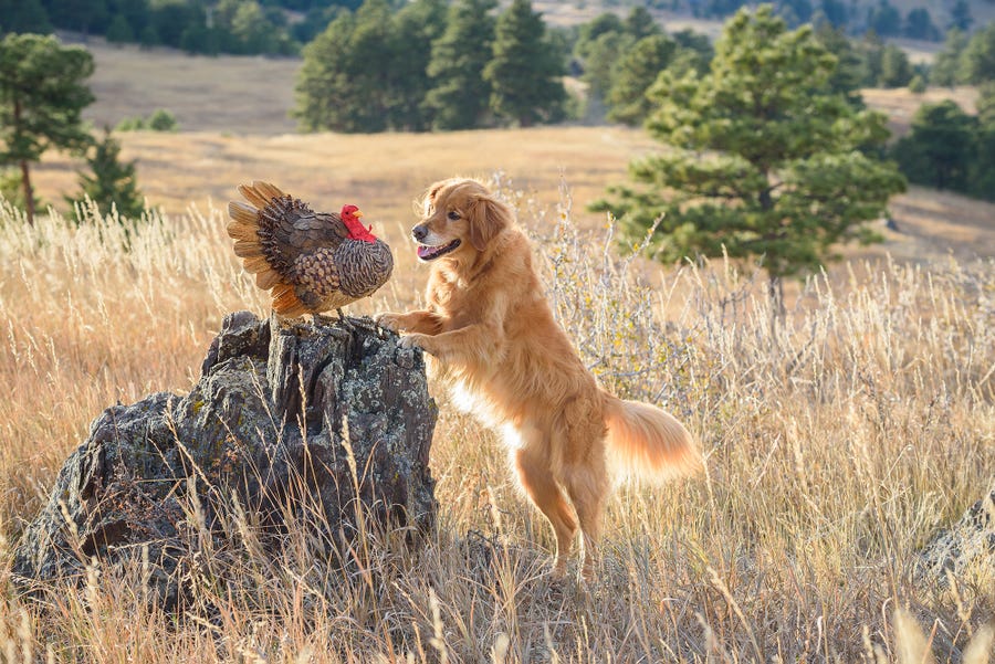 Karen Hoglund 'Hunting dog drop out'