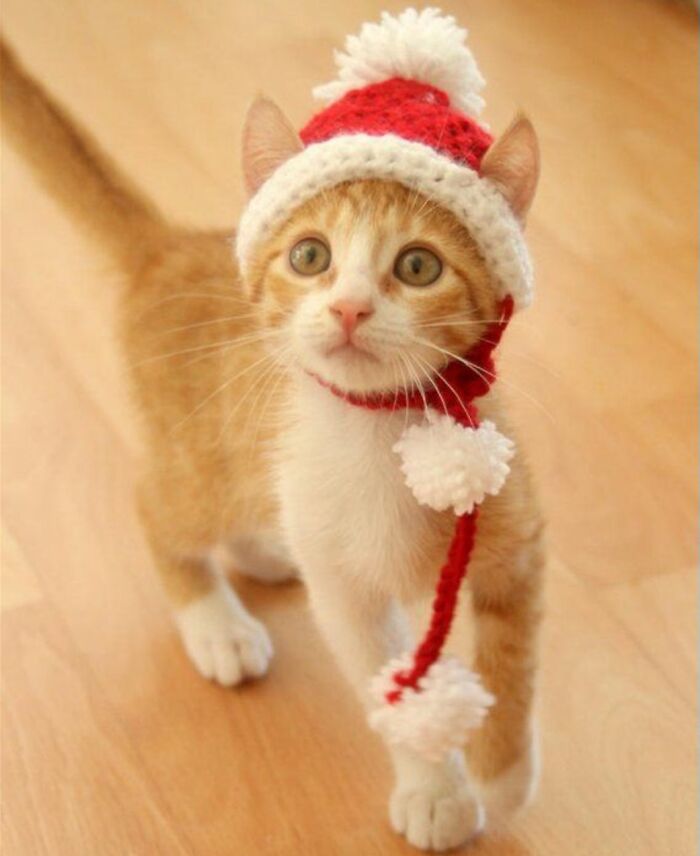 Little Fizzy With Her Amazing Santa Hat Made From Yarn!