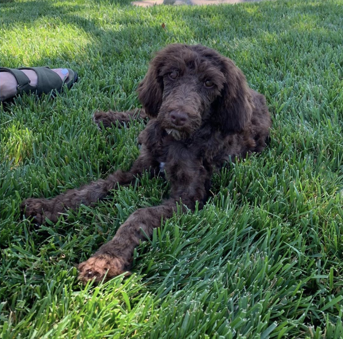 Ellen DeGeneres added an adorable new furry member to the family! The TV host took to Instagram to introduce Mrs. Wallis Browning, a super cute rescue puppy.