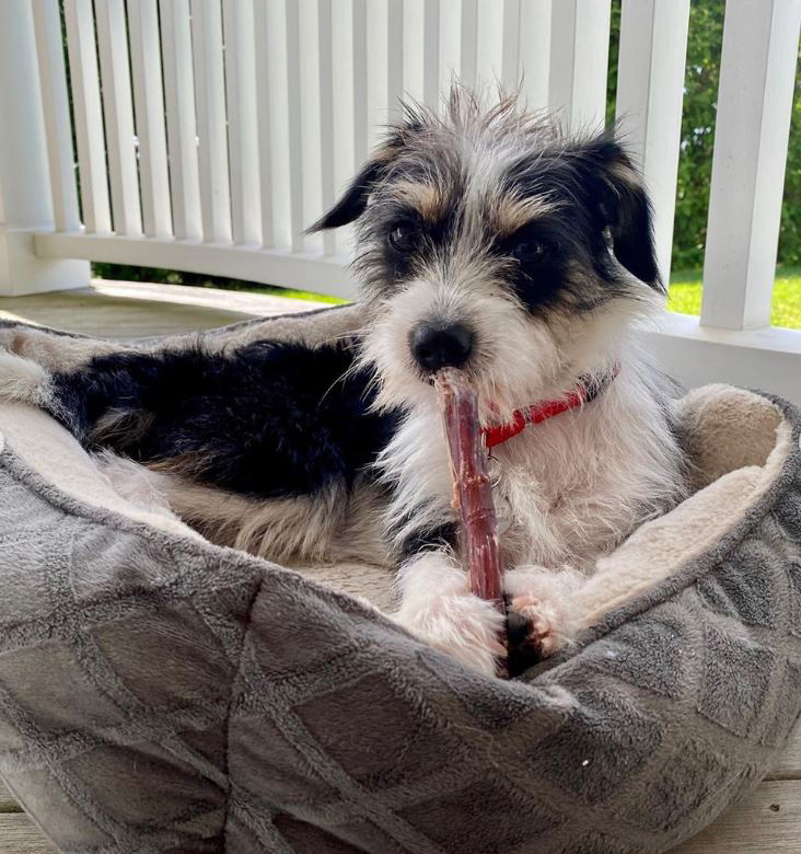 Liev Schreiber welcome a new furry friend into his home on July 1, 2020: Scout the dog.