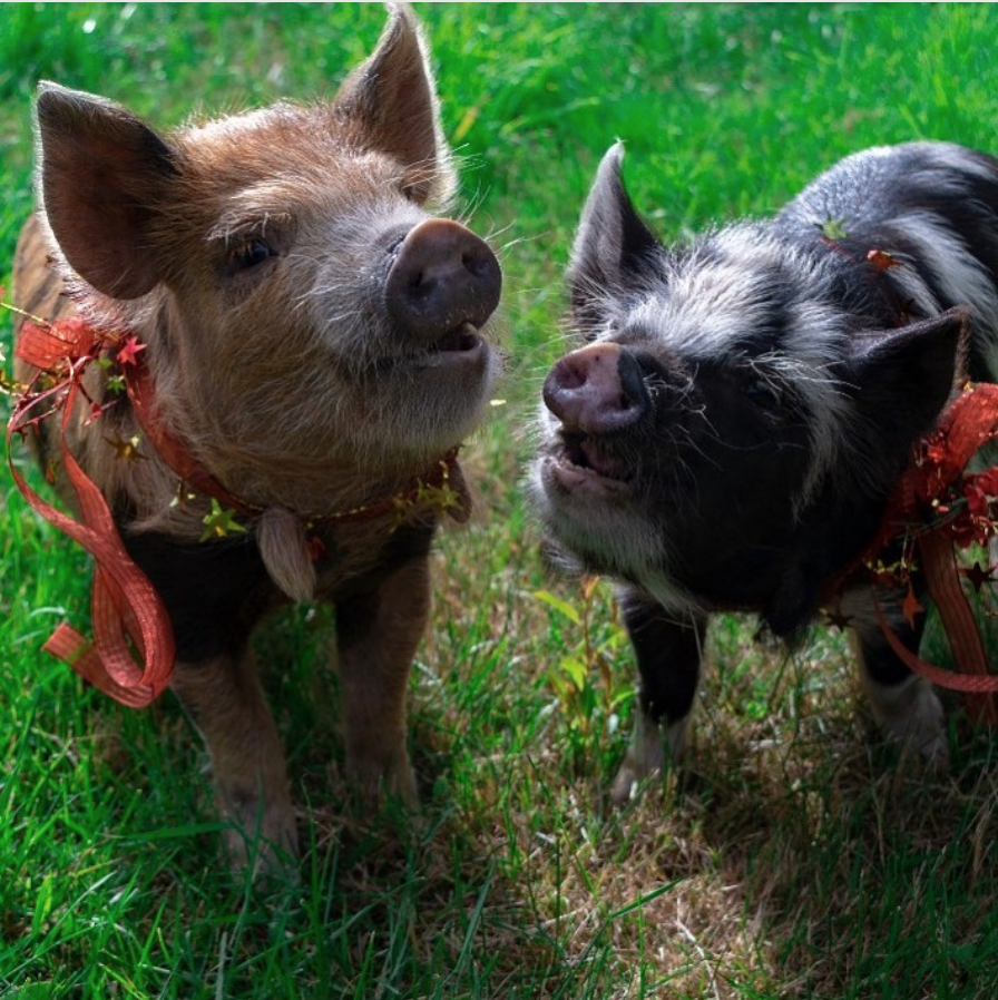 Chris Pratt welcomed two new Kune-Kune pigs into his