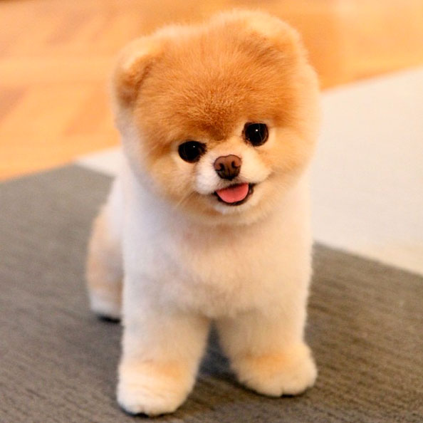 Boo The Pomeranian