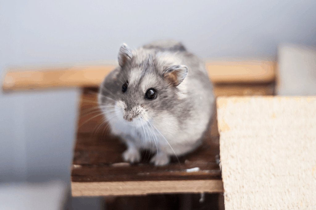 Campbell dwarf hamster resting