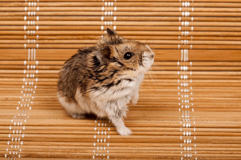 Campbell dwarf hamster sitting on a bench