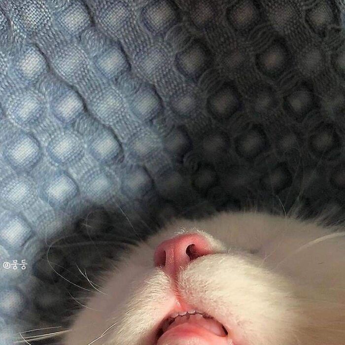 Teef