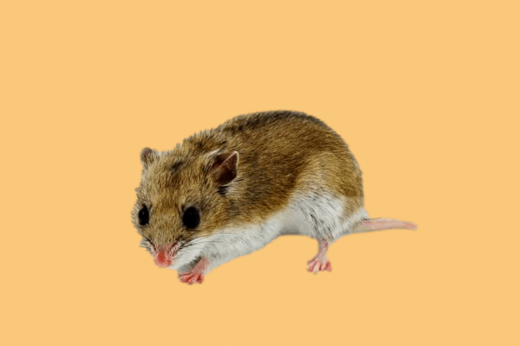 Chinese hamster against yellow background