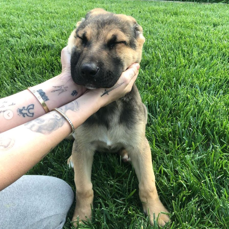 Miley announced she adopted the shepard mix puppy on her Instagram Live show,