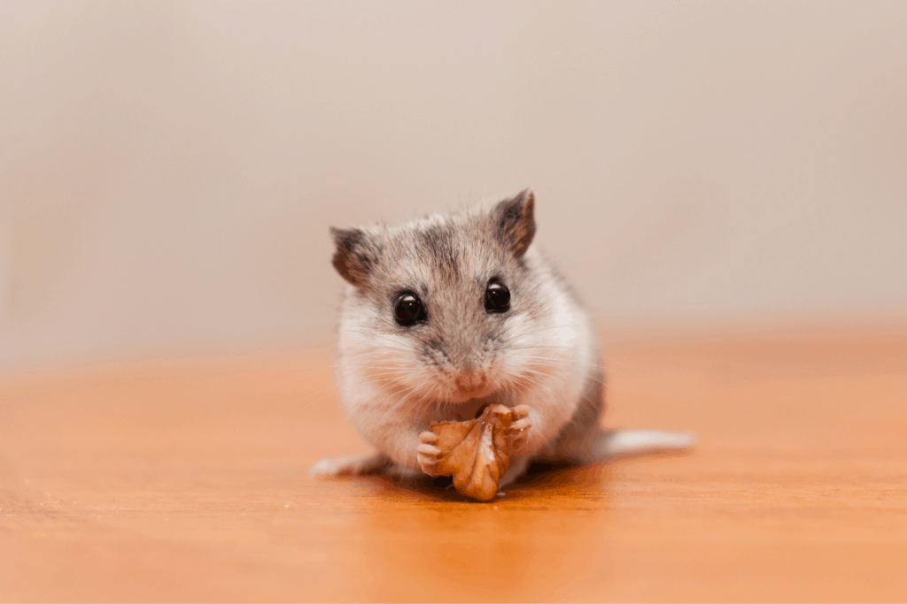 Chinese hamster eating