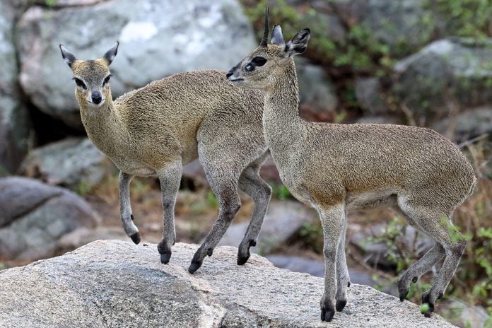 Two klipspringers on rocks