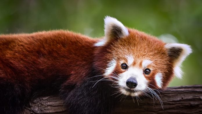 Red panda