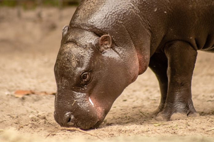 Pygmy hippo