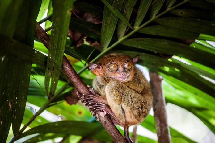 Philippine Tarsier (Carlito syrichta), Bohol, Philippines