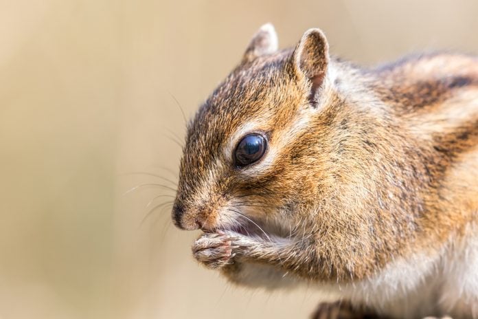 Close-up of Siberian chipmunk eating