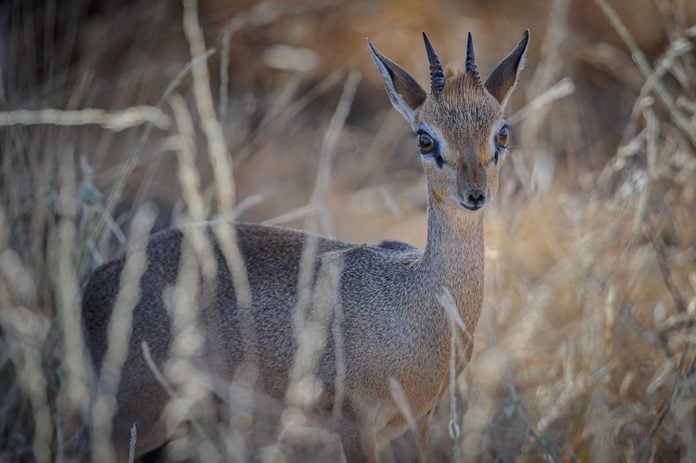 Dik-dik in the grass in Samburu National Reserve, Kenya, East Africa